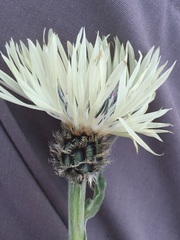Centaurea cheiranthifolia