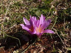 Colchicum filifolium