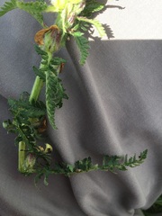 Pedicularis sibthorpii