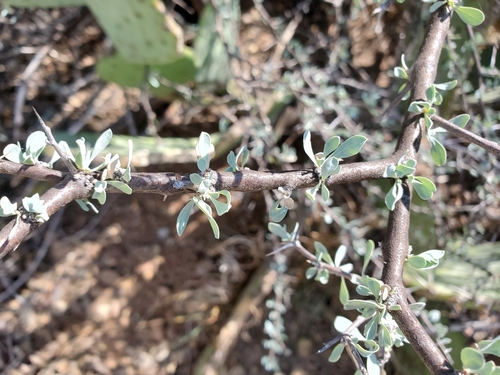 Lycium puberulum var. berberioides