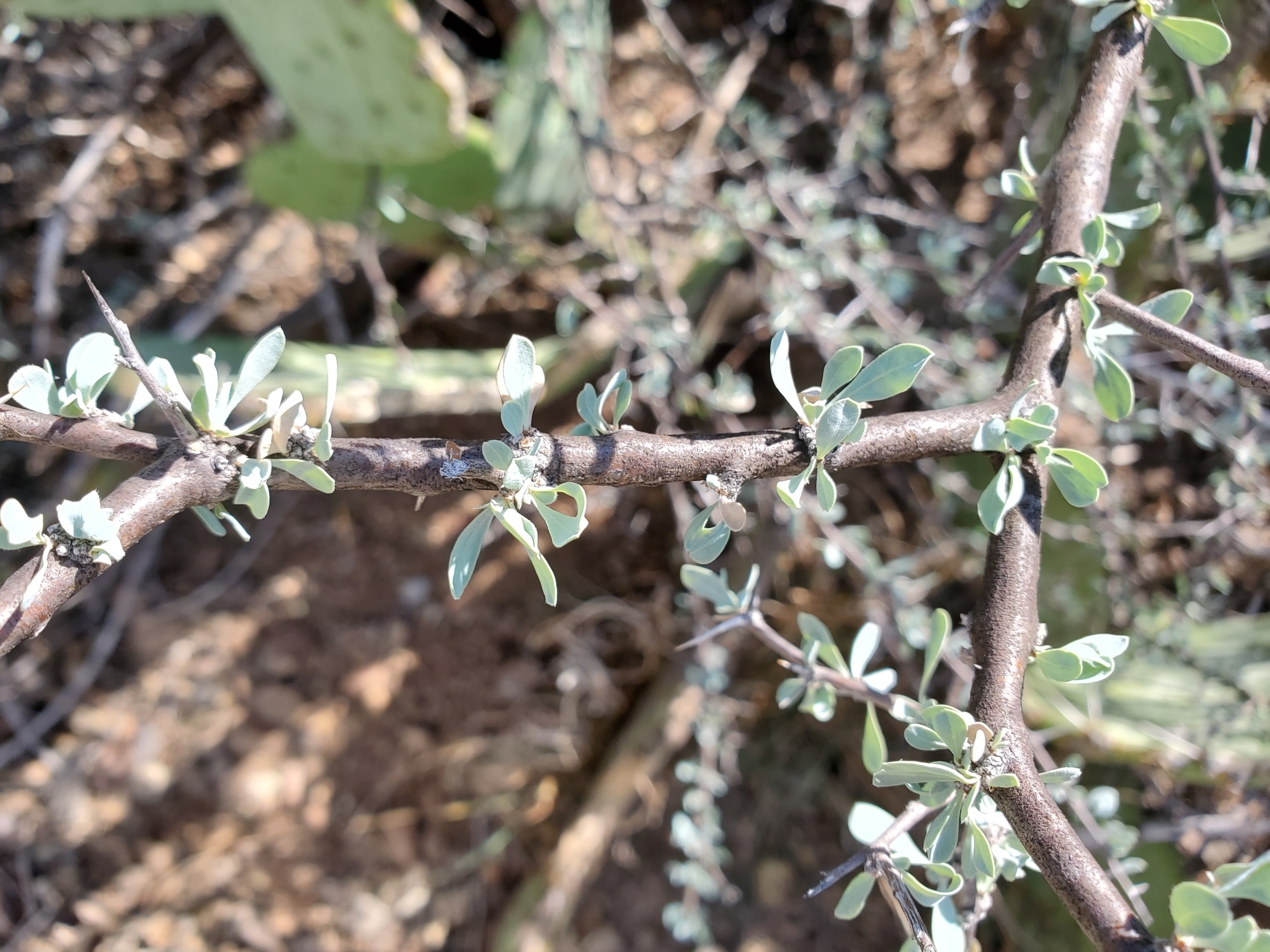 Lycium puberulum var. berberioides