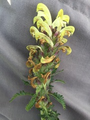 Pedicularis sibthorpii