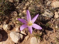 Colchicum filifolium
