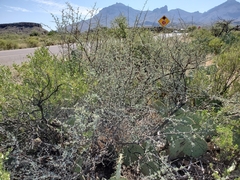 Lycium puberulum berberioides