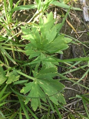 Ranunculus polyanthemos