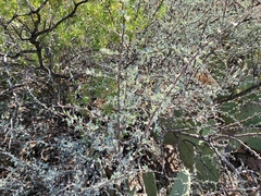 Lycium puberulum berberioides