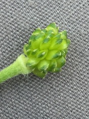 Ranunculus polyanthemos