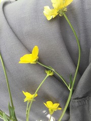 Ranunculus polyanthemos