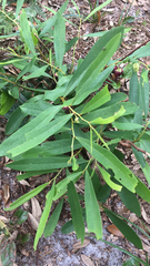 Asimina angustifolia