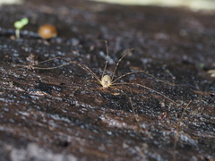 Amilenus aurantiacus