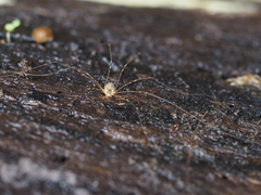 Amilenus aurantiacus