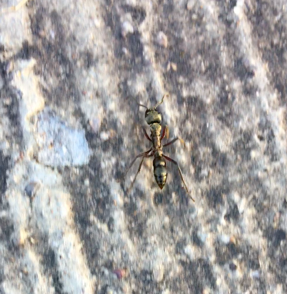 Neoponera villosa