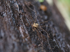 Amilenus aurantiacus