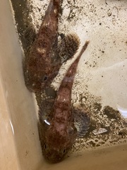 Dasycottus setiger