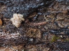 Polydesmus complanatus illyricus