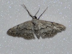 Idaea violacearia