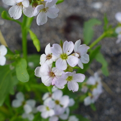 Cakile arctica