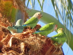 Agapornis roseicollis