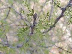 Vachellia schottii