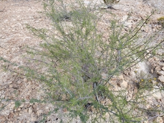 Vachellia schottii