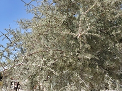 Condalia warnockii