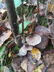 Tricholoma terreum