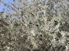 Condalia warnockii