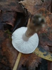 Tricholoma terreum