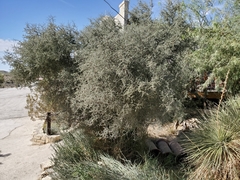 Condalia warnockii