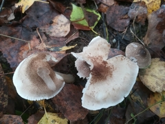 Tricholoma terreum