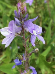 Veronica multifida