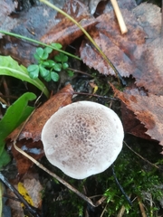 Tricholoma terreum