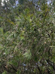 Podocarpus neriifolius