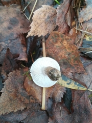 Tricholoma terreum