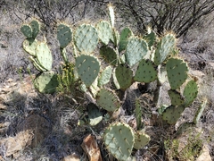 Opuntia chisosensis