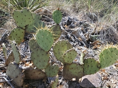 Opuntia chisosensis