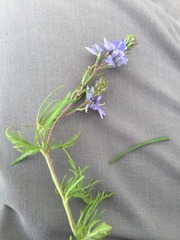 Veronica multifida