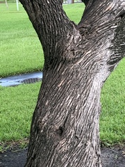 Podocarpus neriifolius