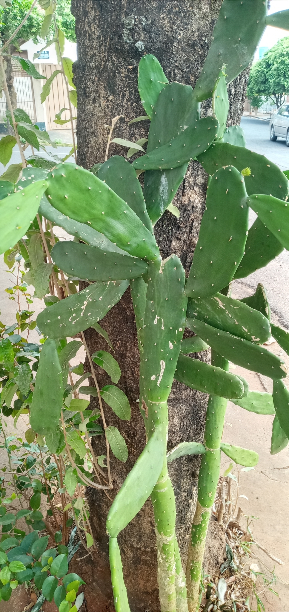 Opuntia cochenillifera
