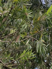 Podocarpus neriifolius