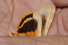 Noctua tirrenica