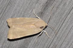 Noctua tirrenica