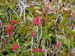 Epidendrum × obrienianum