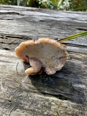 Amylocystis lapponica