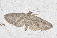 Eupithecia ericeata