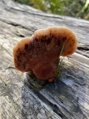 Amylocystis lapponica