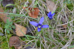 Gentianopsis ciliata ciliata