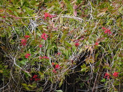 Epidendrum × obrienianum