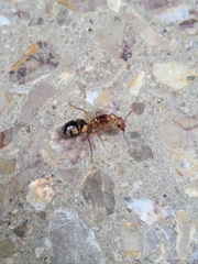 Camponotus conspicuus