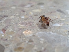 Camponotus conspicuus